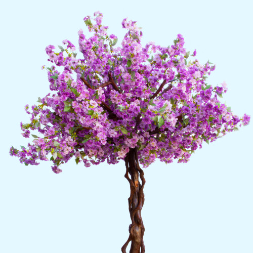 purple-sakura